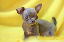Orijinal Elma Kafa Lilac Renkli Chihuahua 3