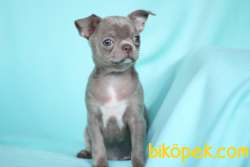 Orijinal Elma Kafa Lilac Renkli Chihuahua 4
