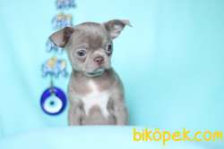 Orijinal Elma Kafa Lilac Renkli Chihuahua 5