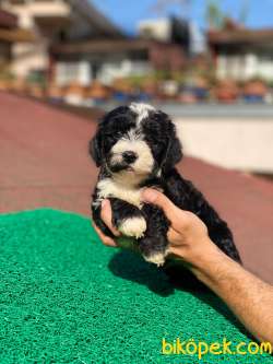 Orijinal F1 Erkek Black Maltipoo Yavrumuz 1