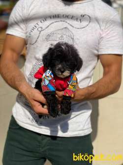 Orijinal F1 Erkek Black Maltipoo Yavrumuz 3
