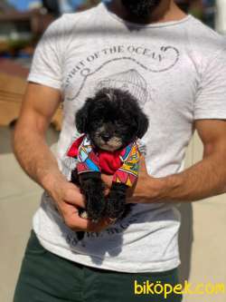 Orijinal F1 Erkek Black Maltipoo Yavrumuz 2