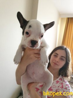 Orijinal French Bulldog Bebeklerimiz 2