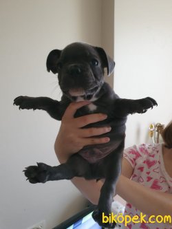 Orijinal French Bulldog Bebeklerimiz 3