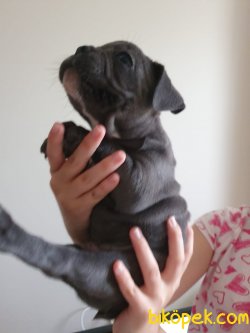 Orijinal French Bulldog Bebeklerimiz 1