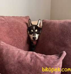 Orijinal Husky 3 Aylık 2