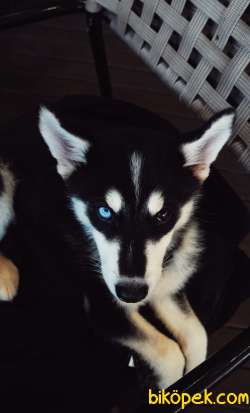 Orijinal Husky 3 Aylık 1
