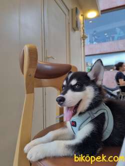 Orijinal Husky 3 Aylık 3