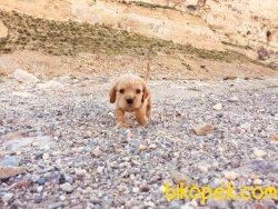 Orijinal Irk Garantili Cocker Yavruları 2