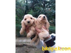 Orijinal Irk Garantili Cocker Yavruları 1