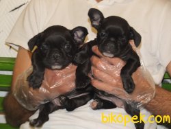 Orijinal Irk Garantili Frenchbulldog Yavruları 1