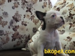 Orijinal Irk Garantili Frenchbulldog Yavruları 4