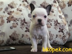 Orijinal Irk Garantili Frenchbulldog Yavruları 3