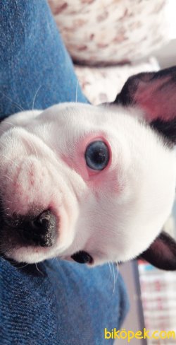 Orijinal Irk Garantili Frenchbulldog Yavruları 2