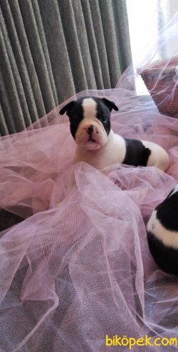 Orijinal Irk Garantili Frenchbulldog Yavruları 3