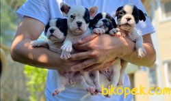 Orijinal Irk Garantili Frenchbulldog Yavruları 1