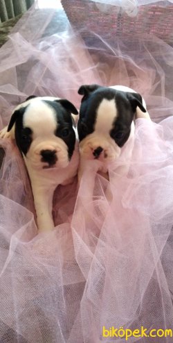 Orijinal Irk Garantili Frenchbulldog Yavruları 2