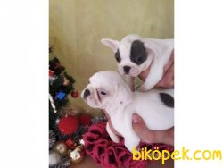 Orijinal Irk Garantili Frenchbulldog Yavruları 2