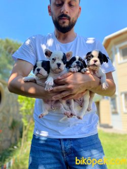 Orijinal Irk Garantili Frenchbulldog Yavruları 1