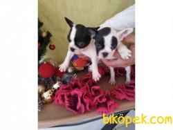 Orijinal Irk Garantili Frenchbulldog Yavruları 3