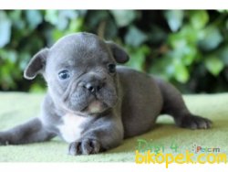 Orijinal Irk Garantili Frenchbulldog Yavruları 5