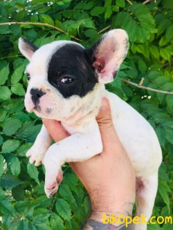 Orijinal Irk Garantili Frenchbulldog Yavruları 1