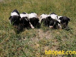 Orijinal Irk Garantili Frenchbulldog Yavruları 4