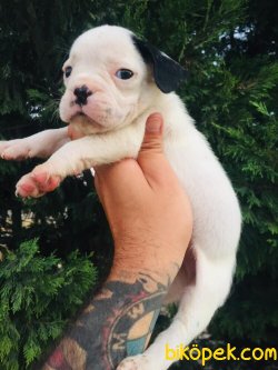 Orijinal Irk Garantili Frenchbulldog Yavruları 3