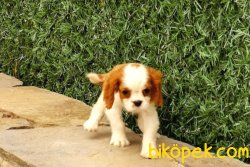 Orijinal Irk Garantili King Charles Yavruları 5