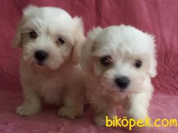 Orijinal Irk Garantili Maltese Terrier Yavruları 1