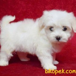 Orijinal Irk Garantili Maltese Terrier Yavruları 3