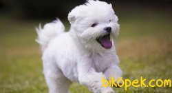 Orijinal Irk Garantili Maltese Terrier Yavruları 2