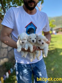 Orijinal Irk Garantili Maltese Terrier Yavruları 2