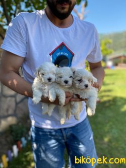 Orijinal Irk Garantili Maltese Terrier Yavruları 1
