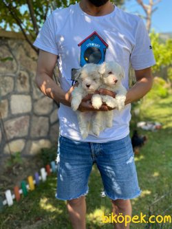 Orijinal Irk Garantili Maltese Terrier Yavruları 3