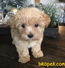 Orijinal Irk Garantili Maltipoo Yavrular 1