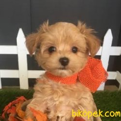 Orijinal Irk Garantili Maltipoo Yavrular 3