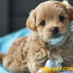 Orijinal Irk Garantili Maltipoo Yavrular 2