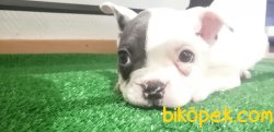 Orijinal Irk Garantili Renk Renk Frenchbulldog Yavruları 3