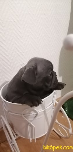 Orijinal Irk Garantili Renk Renk Frenchbulldog Yavruları 2