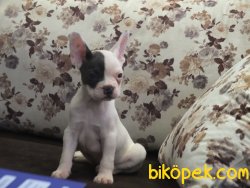 Orijinal Irk Garantili Renk Renk Frenchbulldog Yavruları 1