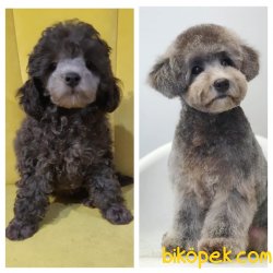 Orijinal Irk Garantili Teslime Hazır Rengarenk Toy Poodle Yavrula 1