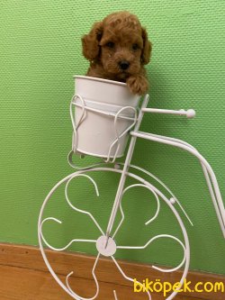 Orijinal Irk Garantili Teslime Hazır Rengarenk Toy Poodle Yavrula 3