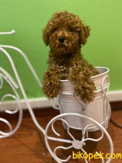 Orijinal Irk Garantili Teslime Hazır Rengarenk Toy Poodle Yavrula 2