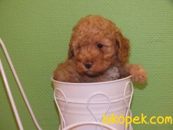 Orijinal Irk Garantili Toy Poodle Yavrular 2