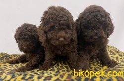 Orijinal Irk Garantili Toy Poodle Yavrular 4