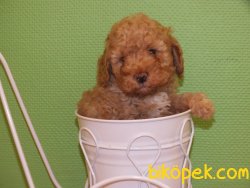 Orijinal Irk Garantili Toy Poodle Yavrular 1