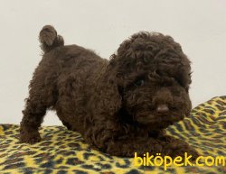 Orijinal Irk Garantili Toy Poodle Yavrular 3