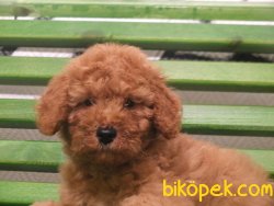 Orijinal Irk Garantili Toy Poodle Yavrular 3
