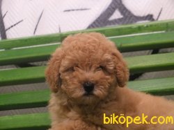 Orijinal Irk Garantili Toy Poodle Yavrular 5